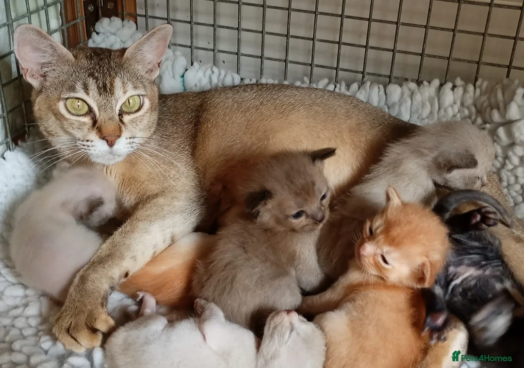 Burmese cats for sale: Championship Quality Kittens in Honiton - Advert 11