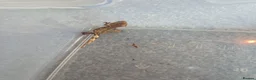 Gecko reptiles for sale: 2 crested babies for sale. - Advert 6