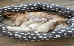 Pekingese dogs for sale: Pekingese  - Image 2