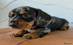 Miniature Dachshund dogs for sale: GORGEOUS MINIATURE DACHSHUND PUPPIES - Image 2