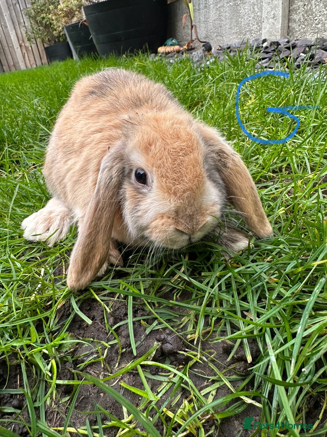Mini Lop rabbits for sale: Mini Lop Rabbits For Sale  - Advert 21