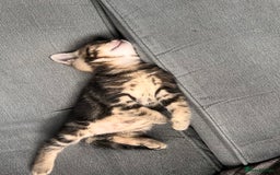 Domestic Shorthair cats for sale: 2 Female Tabby Kittens For Sale - Image 4