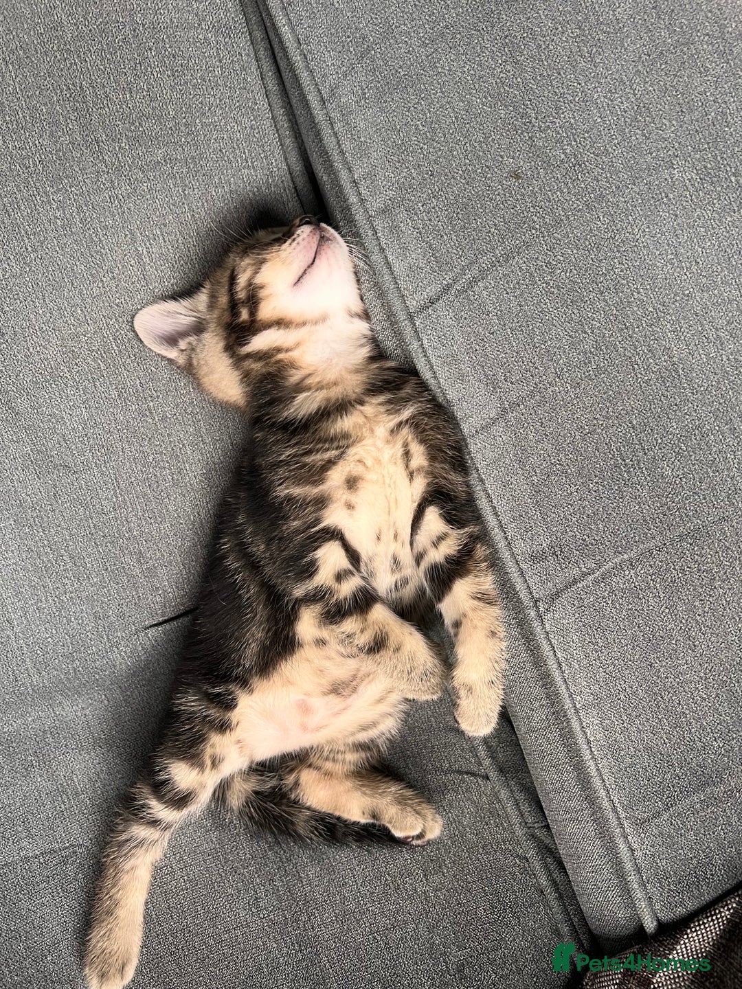 Domestic Shorthair cats for sale: 2 Female Tabby Kittens For Sale - Image 4