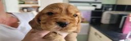 Cocker Spaniel dogs for sale: Stunning little girl show type cocker spaniels - Advert 19