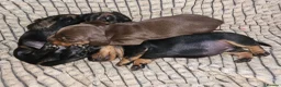 Miniature Dachshund dogs for sale: Superb miniature smooth haired Dachshunds. - Advert 14