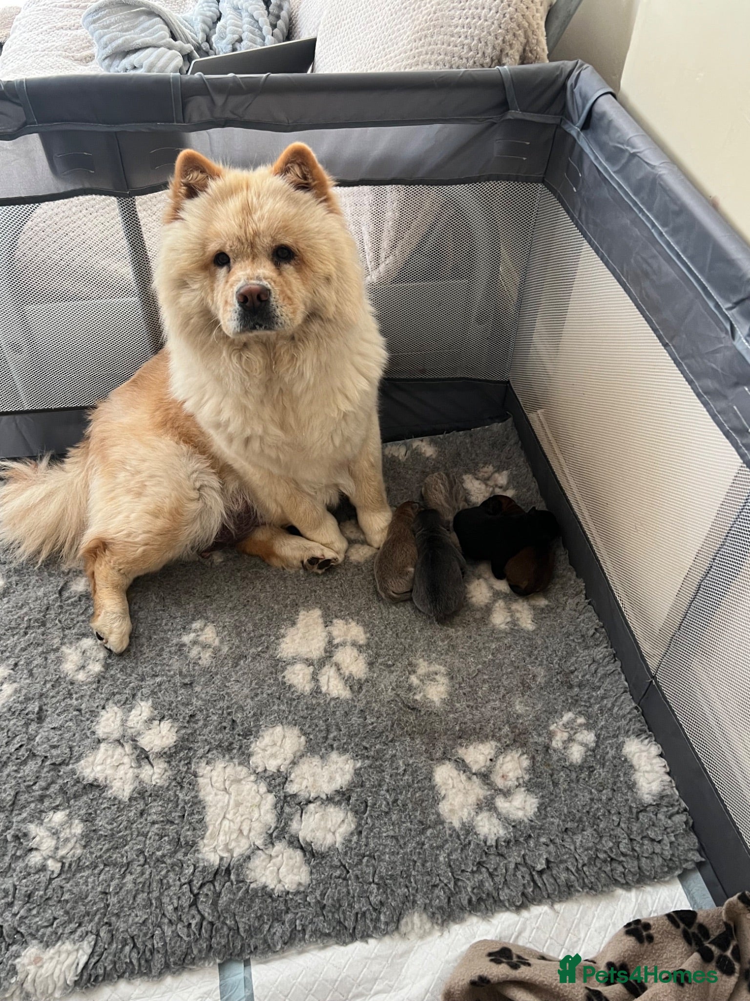 Chow Chow dogs 5 Beautiful Multi Coloured Chow Chows 💙🩷 - Advert 2