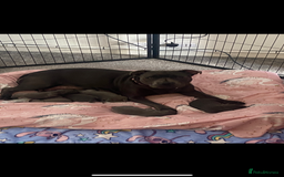 Staffordshire Bull Terrier dogs for sale: 1 Female Blue Staffordshire Bull Terrier - Image 7