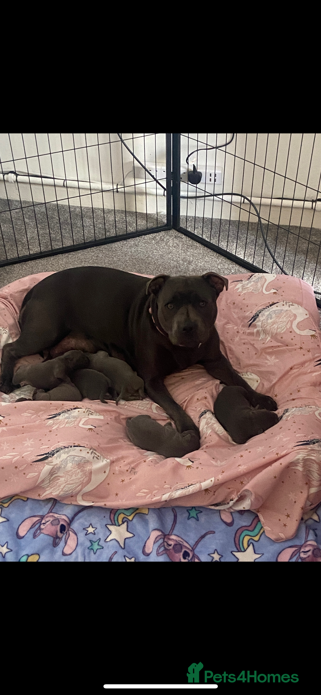 Staffordshire Bull Terrier dogs for sale: 1 Female Blue Staffordshire Bull Terrier - Image 7