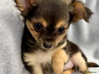 Chihuahua dogs Last girl, Black tri colour LC - Advert 3