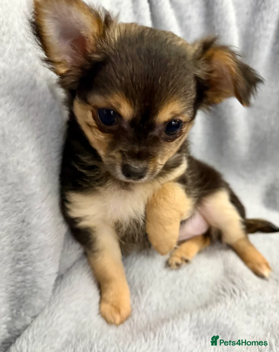 Chihuahua dogs for sale: Female, Stunning Black tri colour LC  - Advert 3