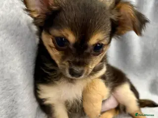 Chihuahua dogs Last girl, Black tri colour LC - Advert 6