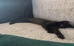 Bombay cats for sale: 4.5m Female Kitten - Image 4