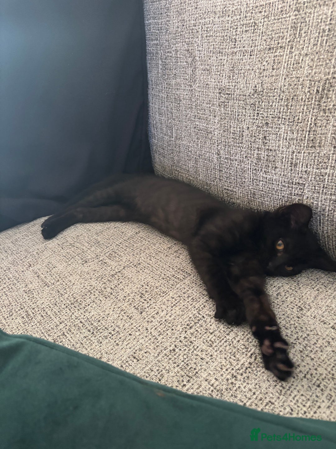 Bombay cats for sale: 4.5m Female Kitten - Image 4