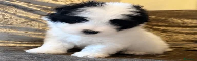 Coton De Tulear 1
