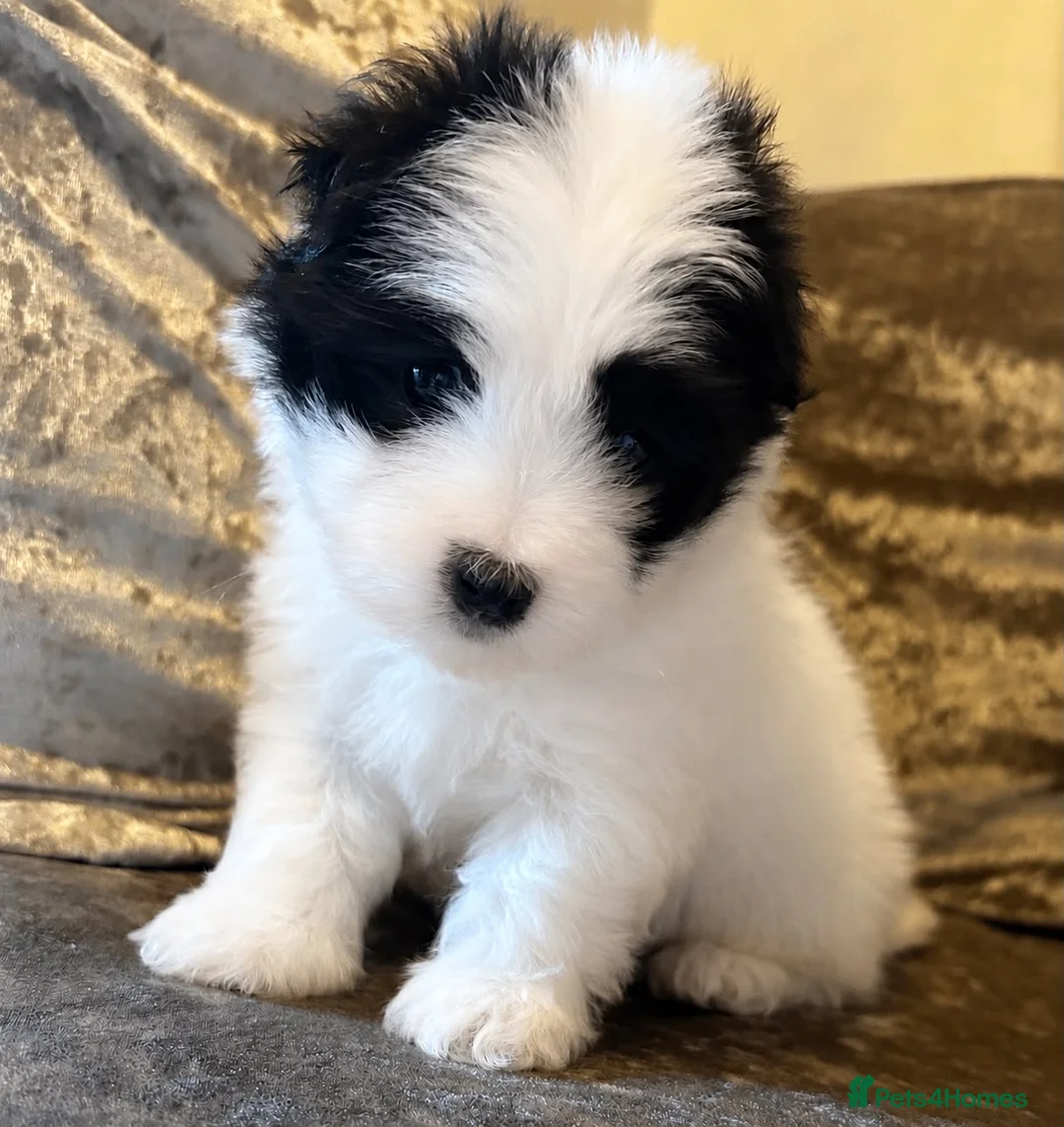 Coton De Tulear dogs for sale: Coton de Tulear puppy  - Advert 6
