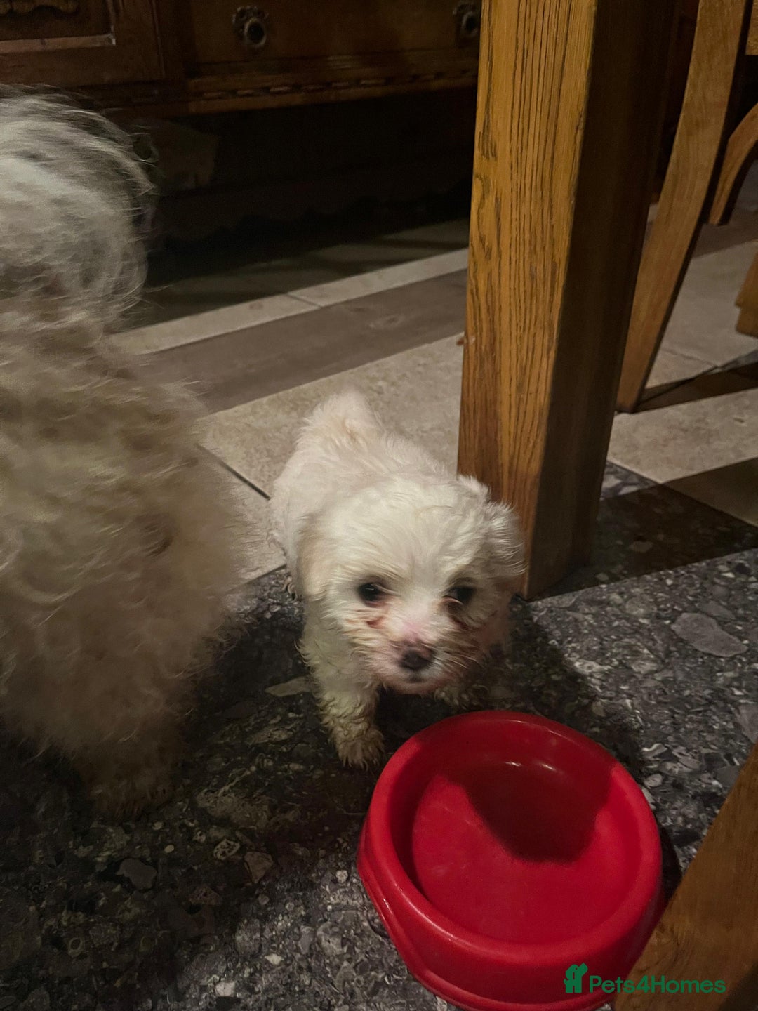 Bichon Frise dogs for sale: 4 Bichone Frise Maltese for sale - Advert 4