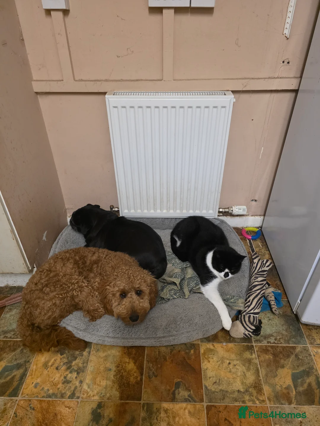 Cavapoo dogs for sale: Male cavapoo puppy - Advert 3
