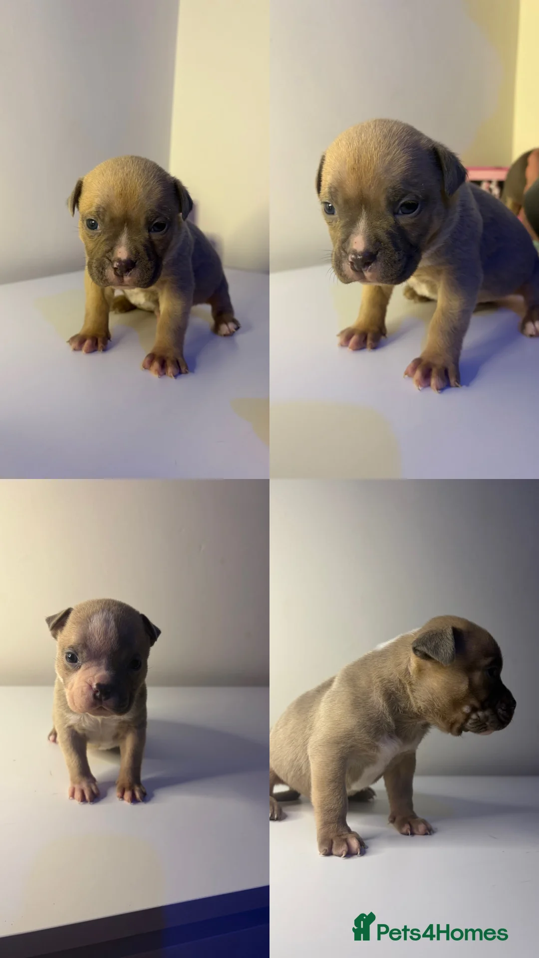 American Bulldog dogs for sale: 2 male beautiful pocket bully’s  in Cleethorpes - Advert 2