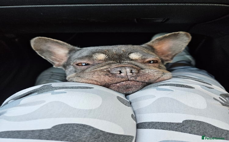 French Bulldog dogs - Advert 1