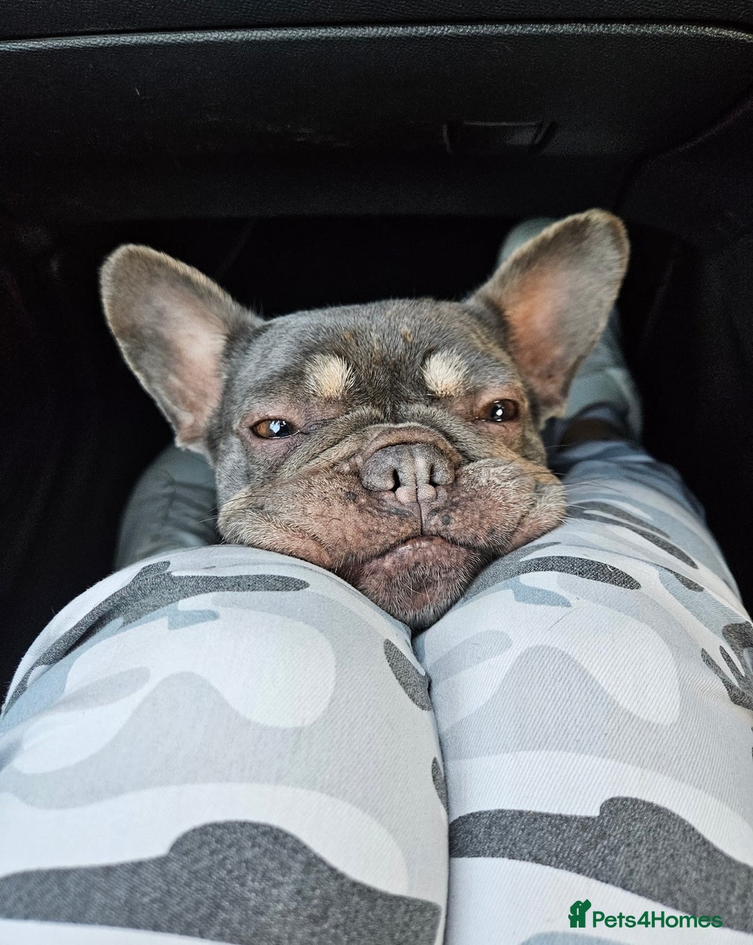 French Bulldog dogs for sale: Female French Bulldog  - Image 1