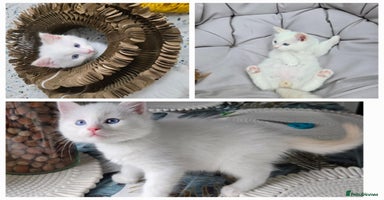 Ragdoll cats - Advert 7