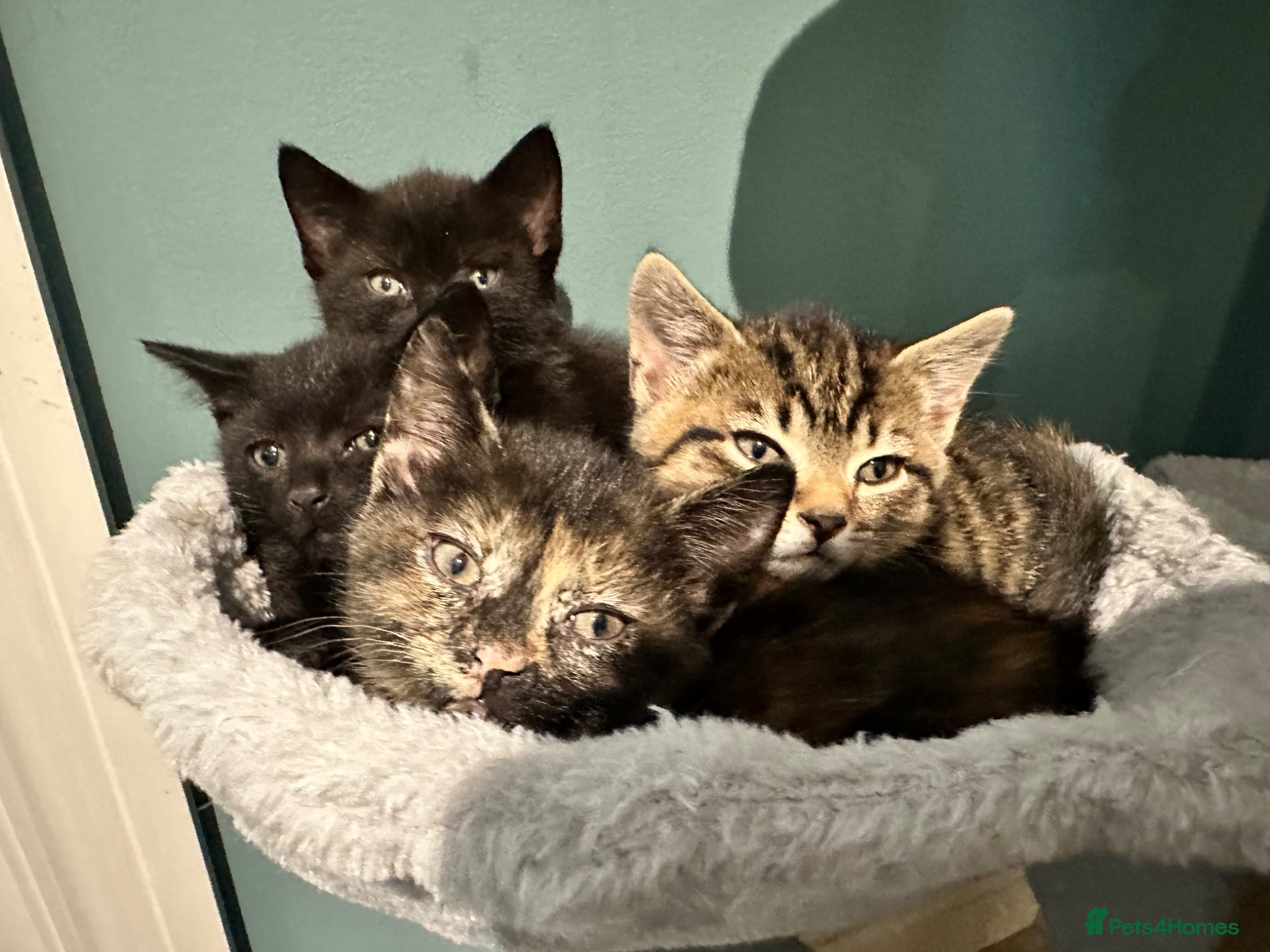 Mixed Breed cats Mixed‑Breed British Shorthair Kittens! 🐾 - Advert 22