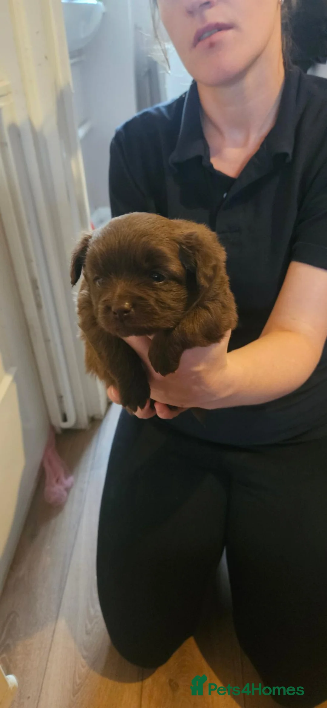 Pomchi dogs for sale: POMCHI BABYS 🩷 in Nottingham - Advert 8