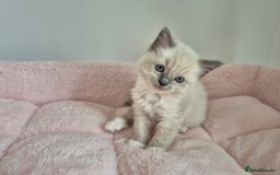 Ragdoll cats for sale: Ragdoll Kittens - Image 6