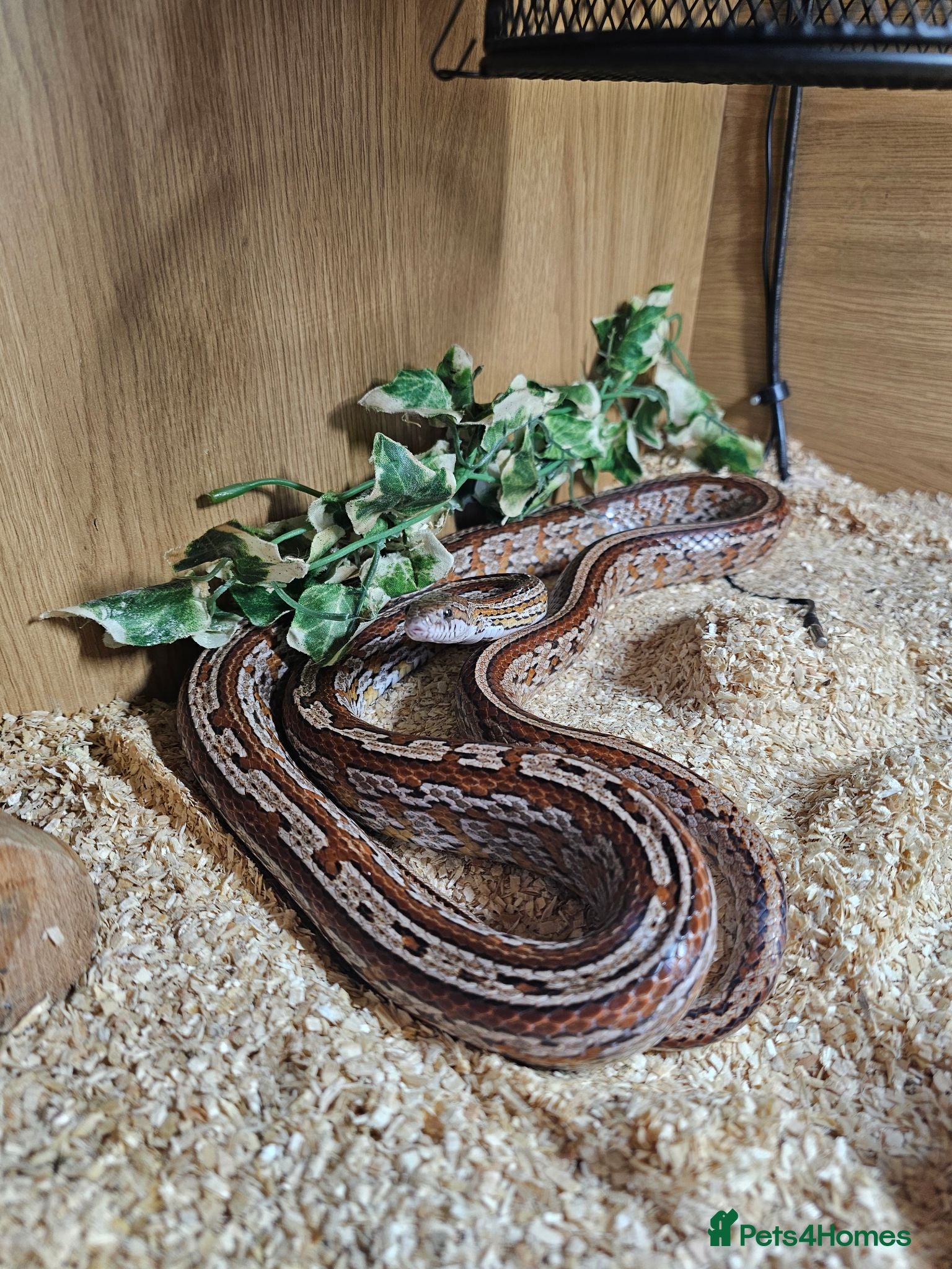 Bearded Dragon reptiles Corn snake with set up - Advert 1