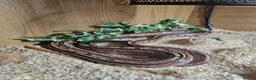 Bearded Dragon reptiles for sale: Bearded dragon and corn snake withbset ups - Advert 5