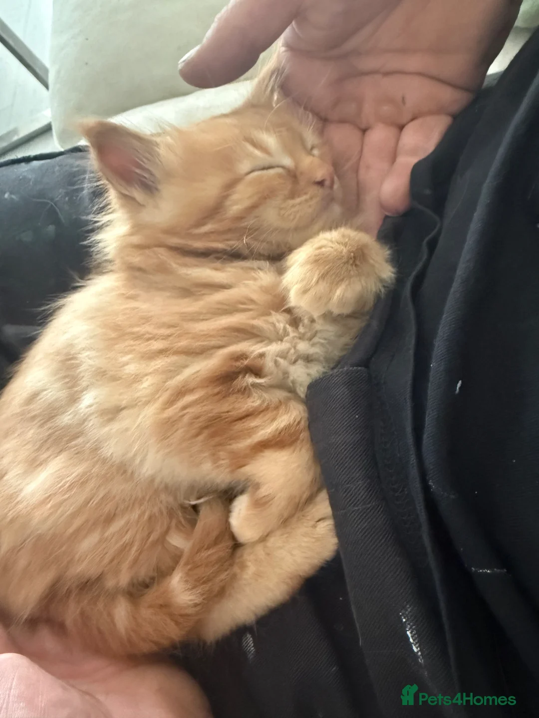 Maine Coon cats for sale: Beautiful mainecoon kittens  - Advert 28