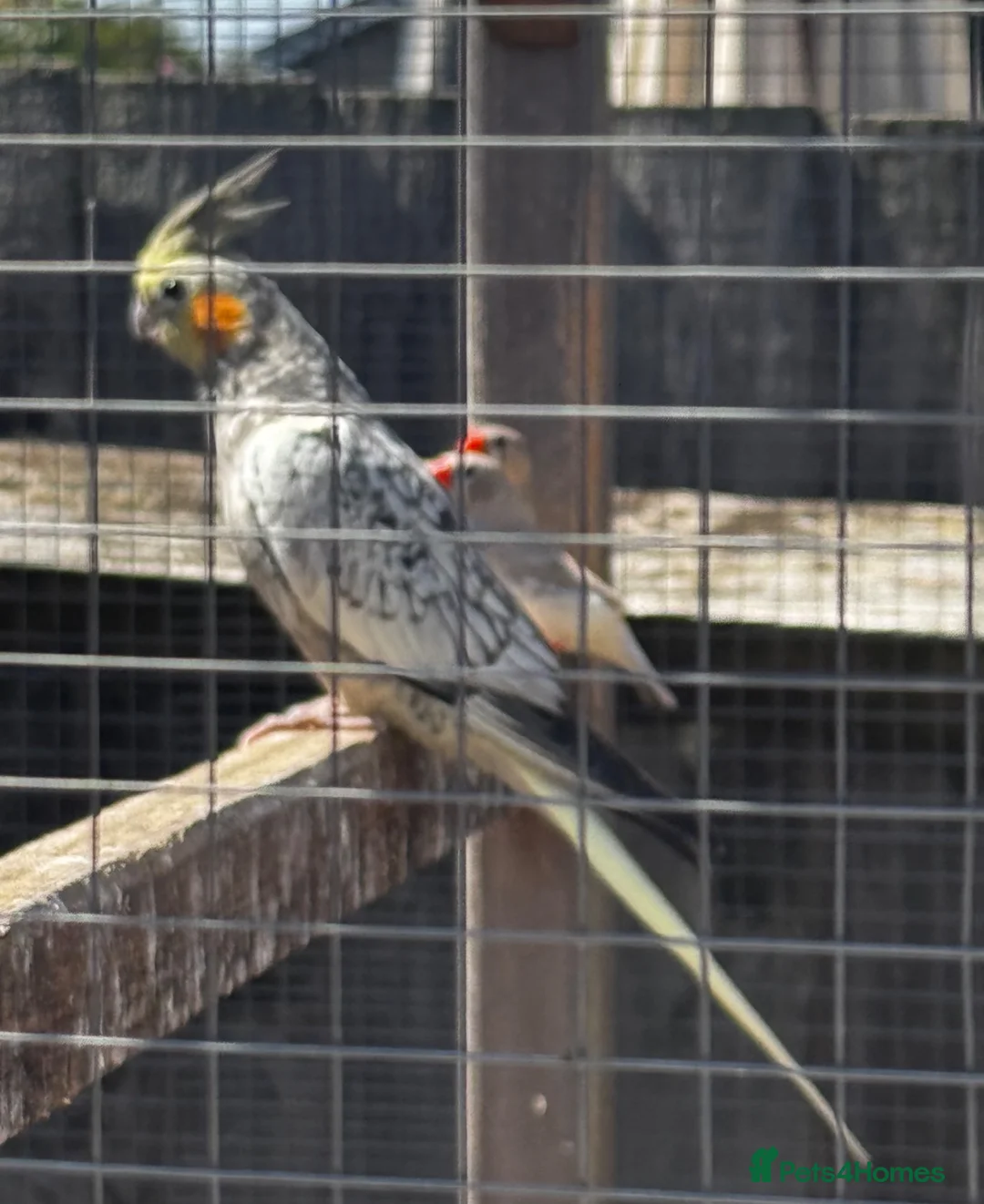 Cockatiels birds for sale: Untamed cockatiels  - Advert 3