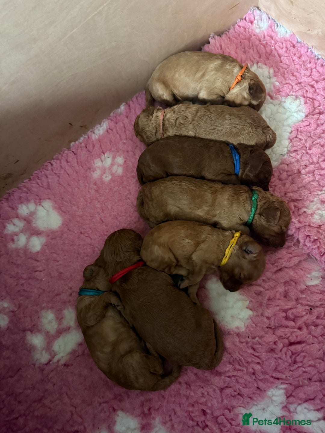 Cavapoo dogs for sale: Beautiful F1B cavapoo “teddy bear” puppies  - Advert 20