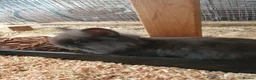 Mixed Breed rabbits for sale: Baby rabbits  - Advert 4