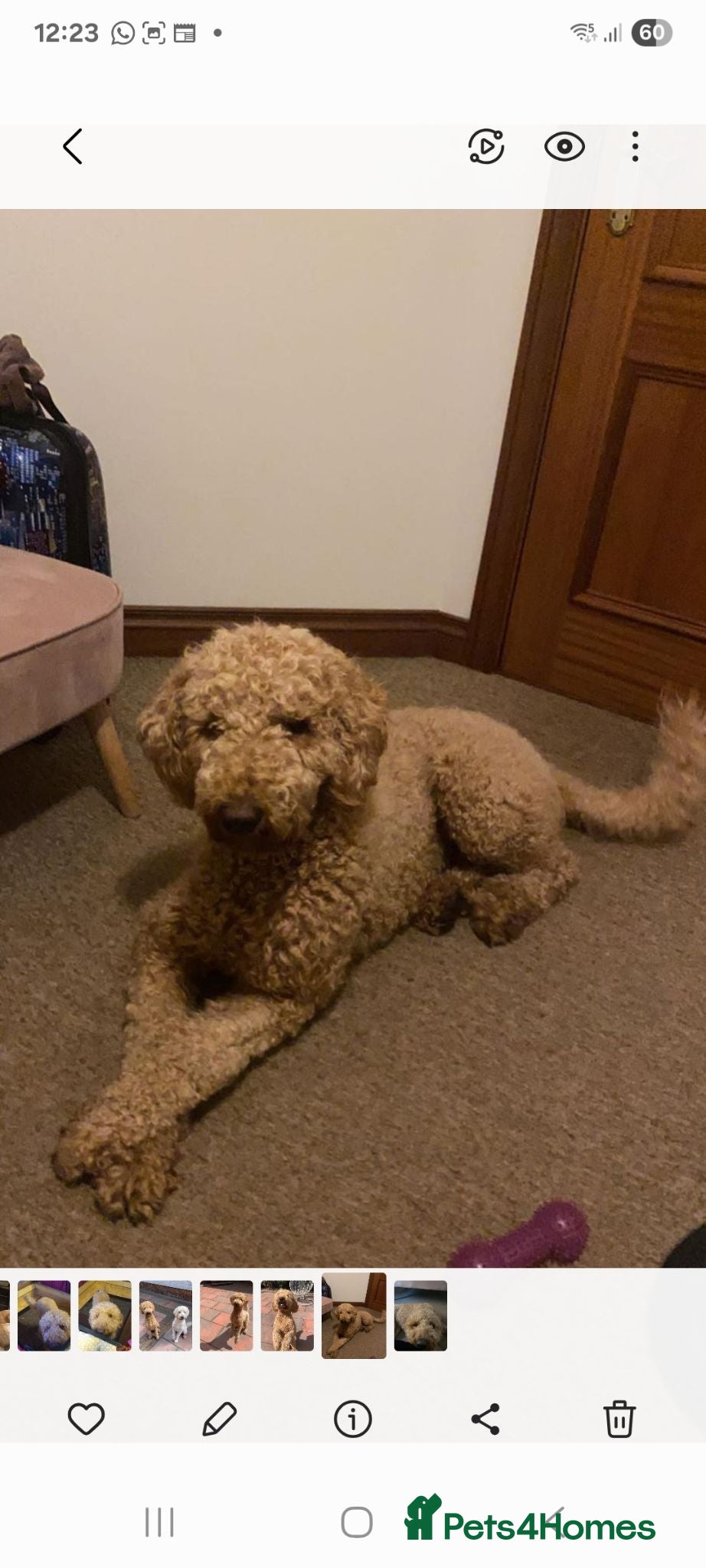 Goldendoodle dogs Beautiful F2b Goldendoodle puppies - Advert 1