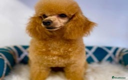 Toy Poodle dogs for stud: stunning toy poodle boys ready for studs in Doncaster - Image 4