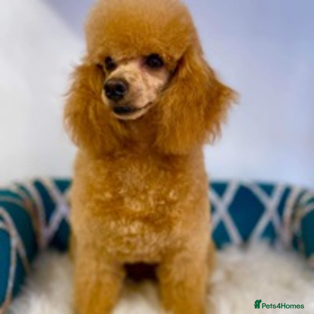 Toy Poodle dogs for stud: stunning toy poodle boys ready for studs in Doncaster - Image 4