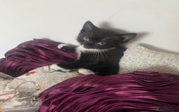 Mixed Breed cats for sale: X BRITISH SHORT adorable kittens ready 4 new home - Image 15
