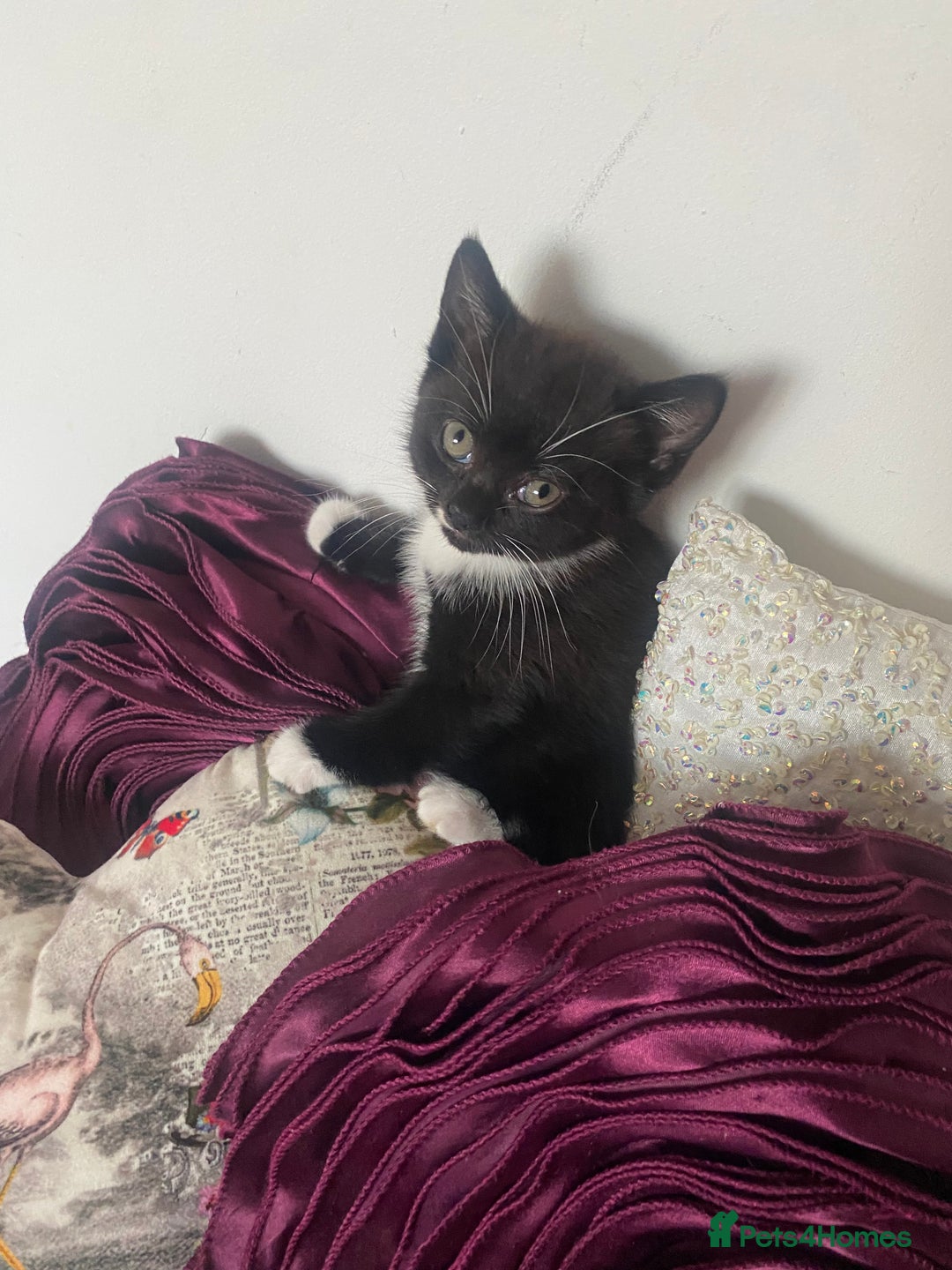 Mixed Breed cats for sale: X BRITISH SHORT adorable kittens ready 4 new home - Image 15