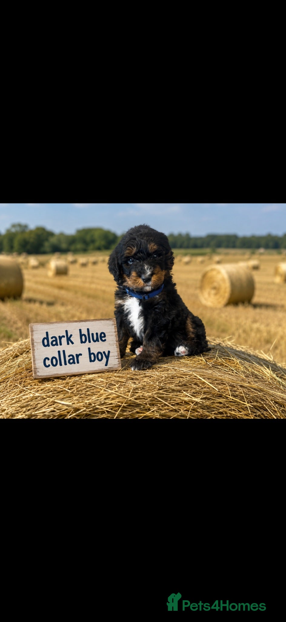 Bernedoodle dogs standard F1 Bernadoodles 5 reserved  - Advert 2