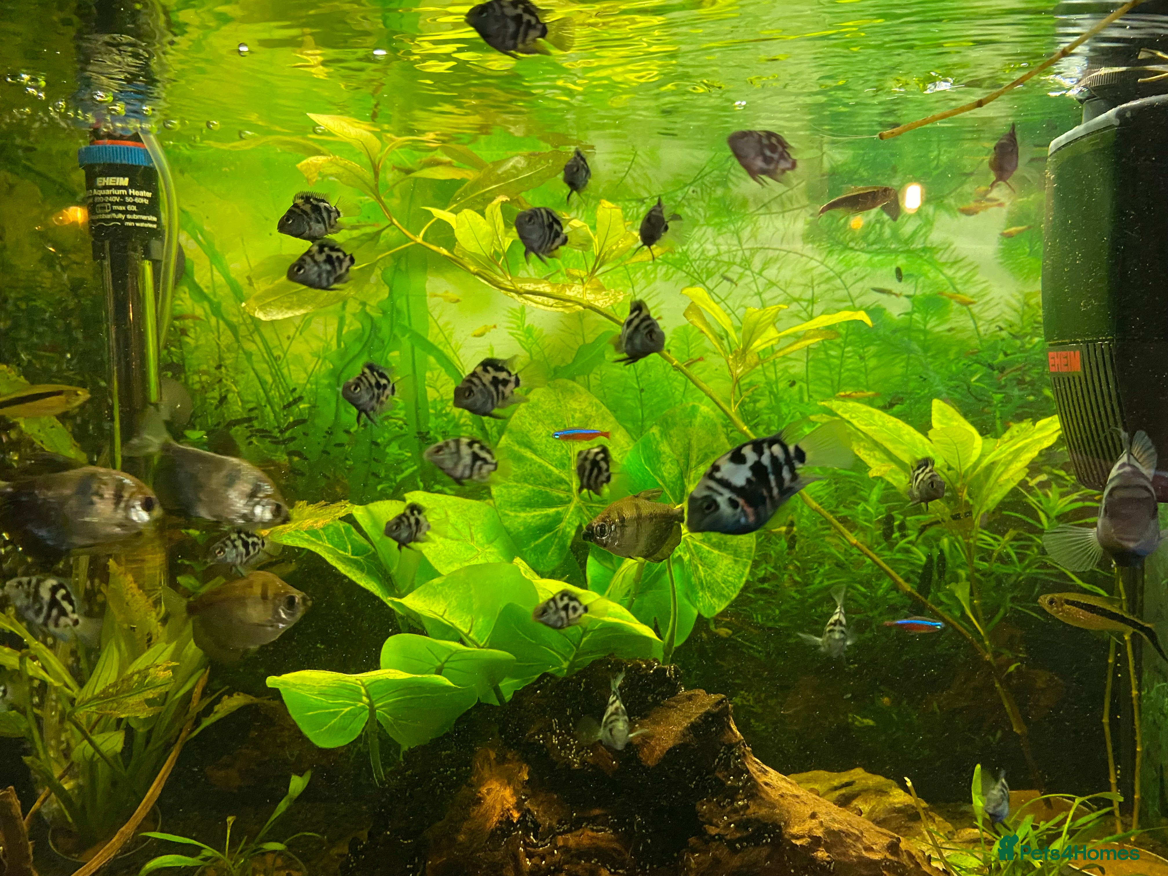 Other/Mixed Breed fish Blue Parrot Parents (x2) and Young (up to 20) in Heathfield - Advert 15