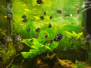 Other/Mixed Breed fish Blue Parrot Parents (x2) and Young (up to 20) in Heathfield - Advert 15