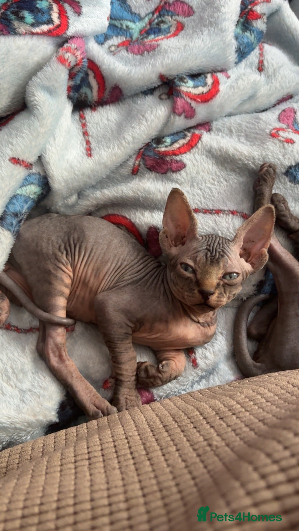 Sphynx cats Sphynx kittens reduced last 3 ready to leave - Advert 8