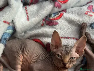 Sphynx cats Sphynx kittens reduced last 3 ready to leave - Advert 1