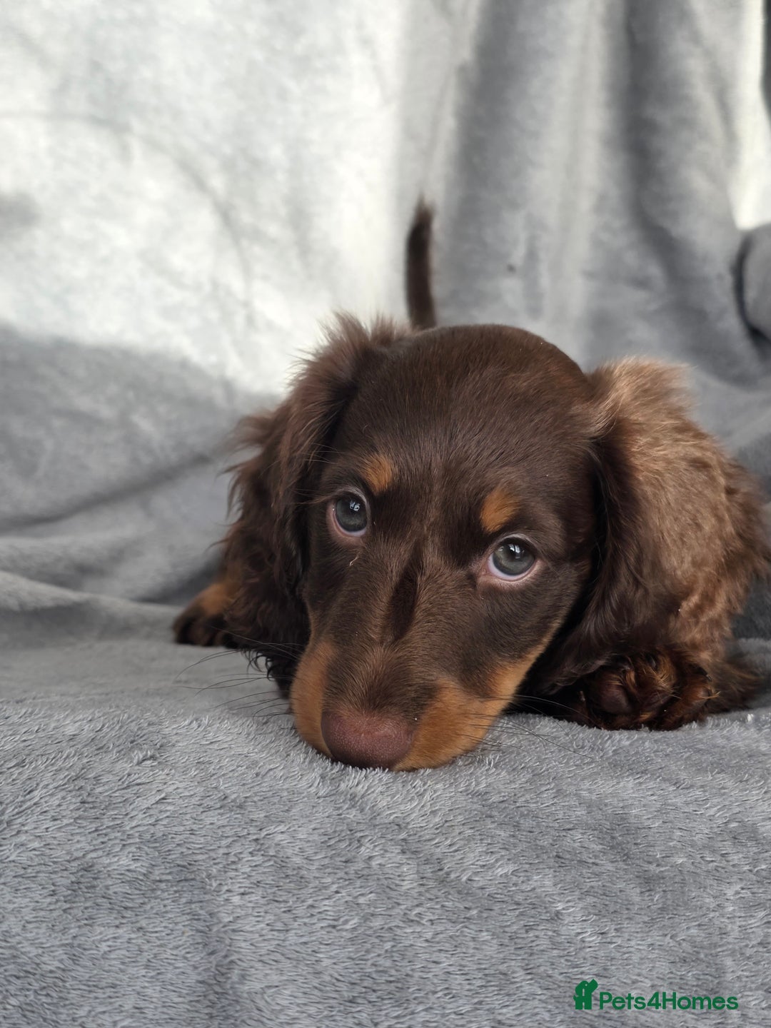 Miniature Dachshund dogs for sale: Stunning miniature longhaired Dachshund pups - Advert 18