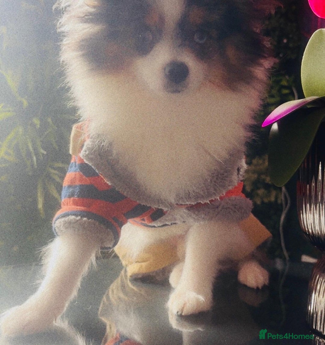 Pomeranian dogs for stud: 💙✨BLUE EYES Poms 🐶👀 EXPERIENCED STUDS👀👑🏆 in Bedford - Advert 27