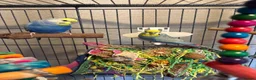 Budgerigars birds for sale: 2 Male Rainbow Budgies With Complete Set Up - Advert 1