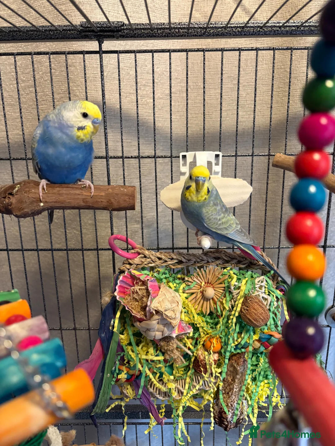 Budgerigars birds for sale: 2 Male Rainbow Budgies With Complete Set Up - Advert 1