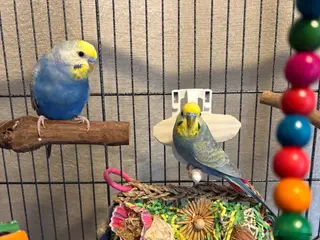Budgerigars birds for sale: 2 Male Rainbow Budgies With Complete Set Up - Advert 1