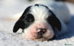 Sprocker dogs for sale: Sprocker ready to steal your heart & your slippers - Image 6